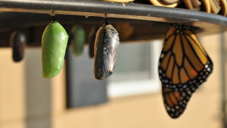 three pupas