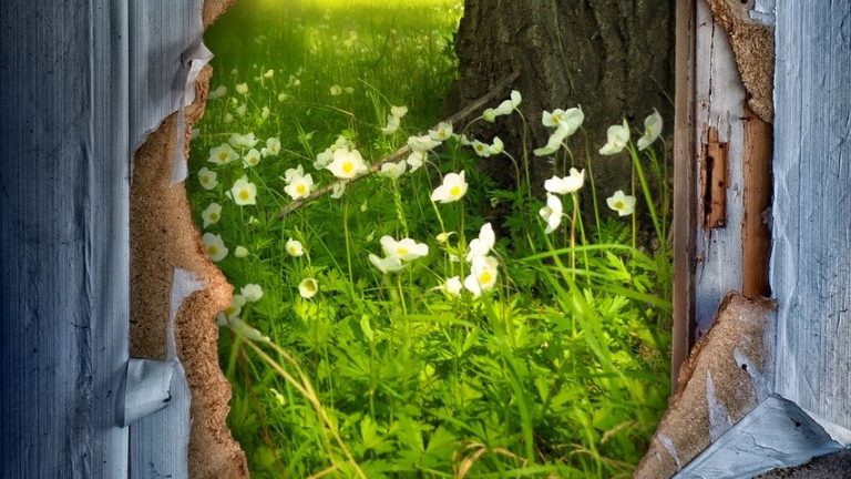 wall, hole, meadow, flower, tree, see through, insight, nature, wall, hole, hole, hole, hole, hole, tree